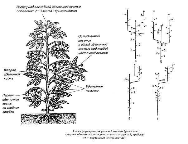 Формирование томатов в открытом грунте схема
