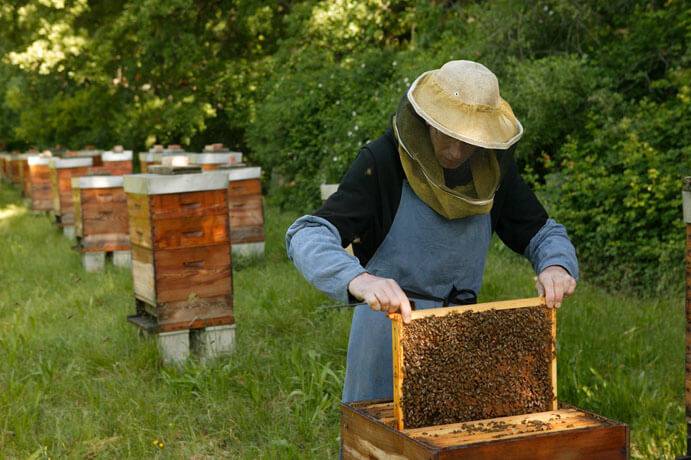 Современное пчеловодство - инновационные технологии и тенденции: методы, советы