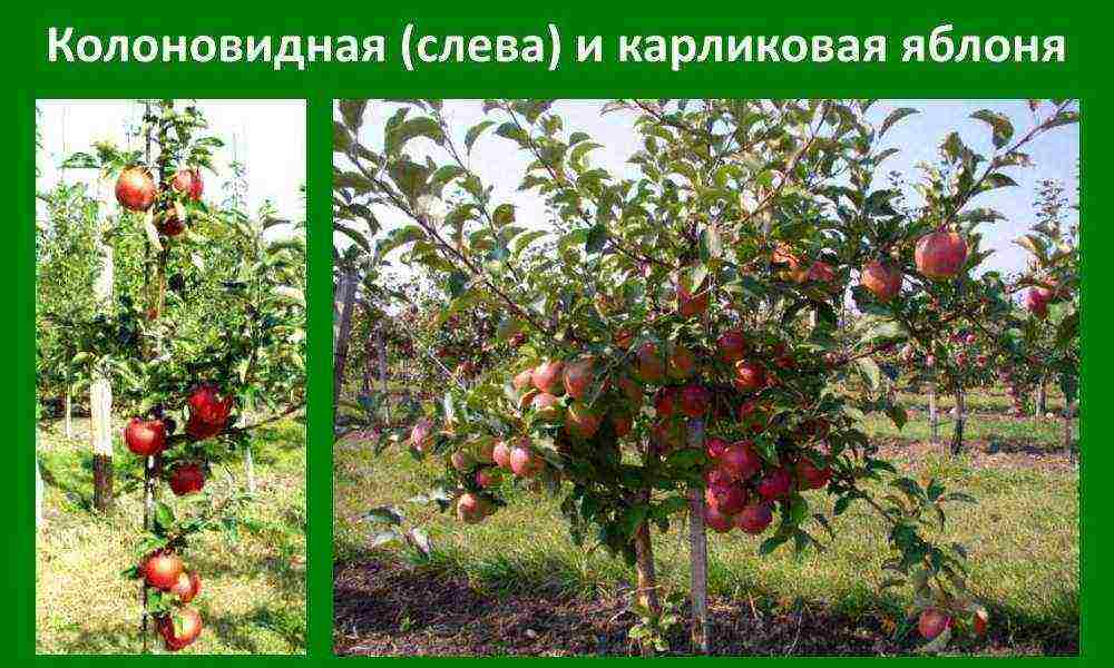 Уход за колоновидными яблонями: посадка и выращивание, как размножить, видео
