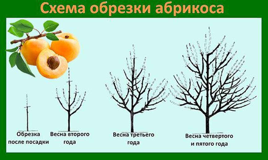 Сорта абрикос: самые вкусные и большие | огородники
