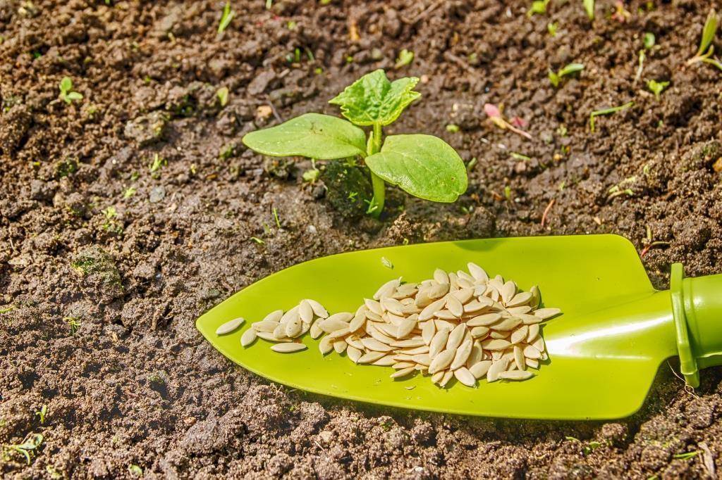 Все секреты подготовки семян огурцов к посеву на рассаду: как отсортировать и отбраковать, особенности обеззараживания, проращивания и закалки