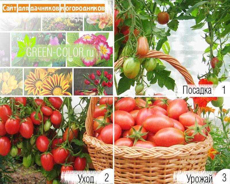 Томат петруша огородник: характеристика и описание, урожайность сорта, отзывы, фото куста