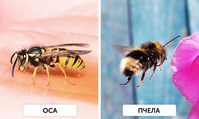 Оса и пчела: различия и сходства, описание, фото