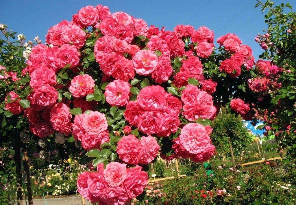 Розариум ютерсен роза - описание сорта, выращивание и уход | розоцвет