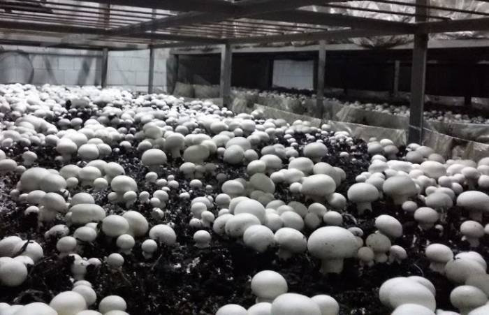 Выращивание вешенок из мицелия для новичков: видео, как выращивать грибы на пнях, в теплицах, мешках