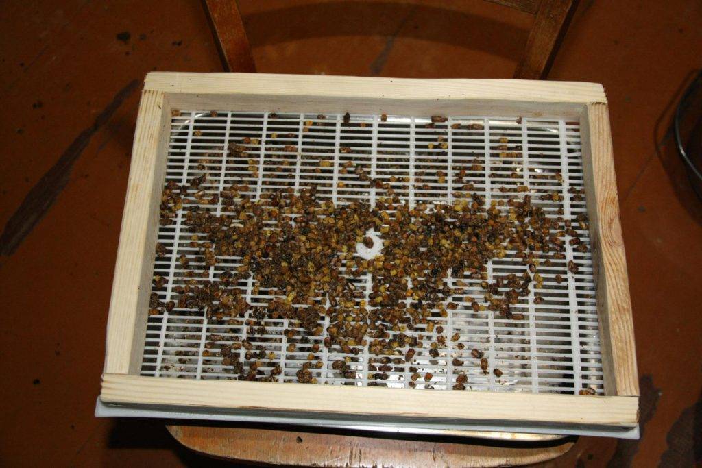 Как хранить пчелиную пыльцу в домашних условиях: советы