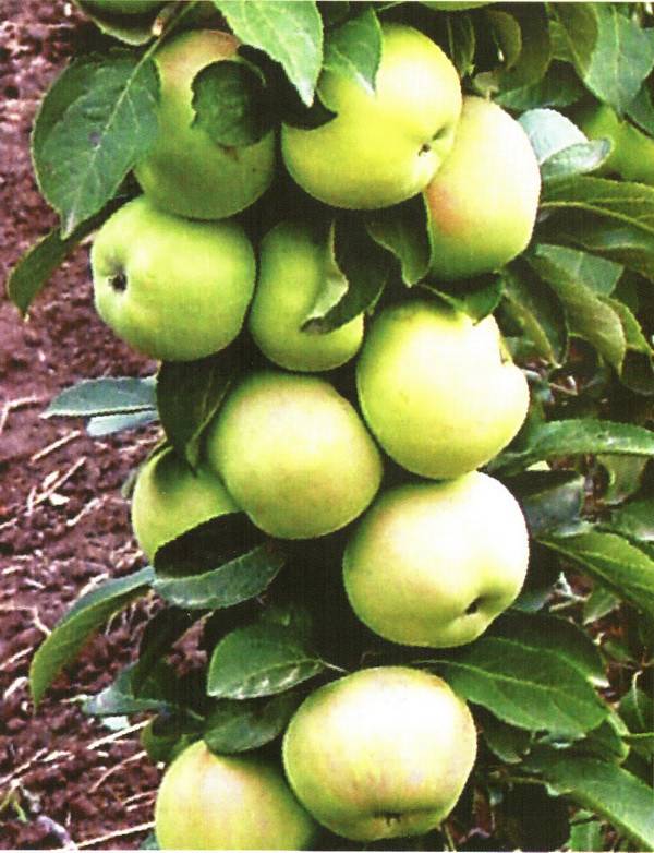 Яблоня колоновидная икша: описание сорта, фото, отзывы
