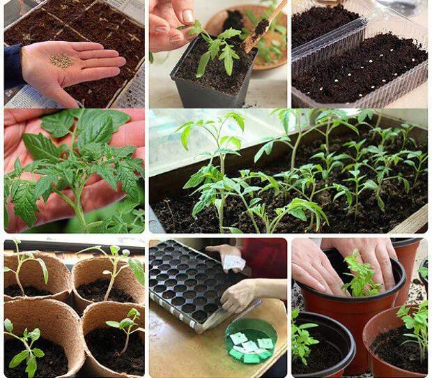 Как выращивать помидоры через рассаду: подготовка семян, посев, посадка в грунт и последующий уход