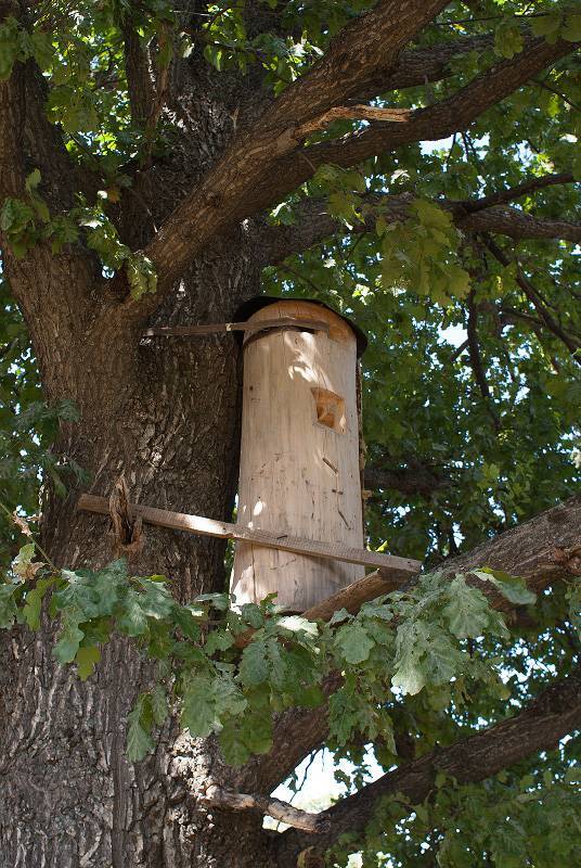 Что такое современное бортевое и колодное пчеловодство