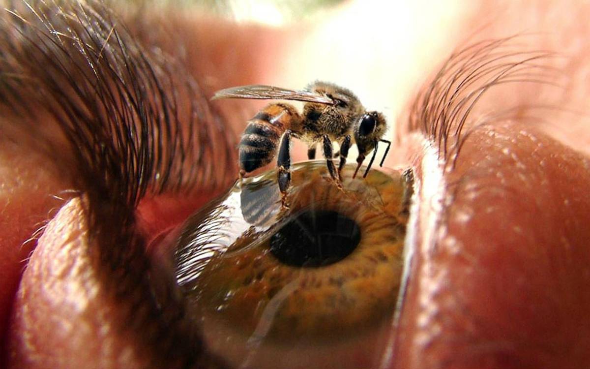 Агрессивные семьи пчёл - что с ними делать? экопарк  z