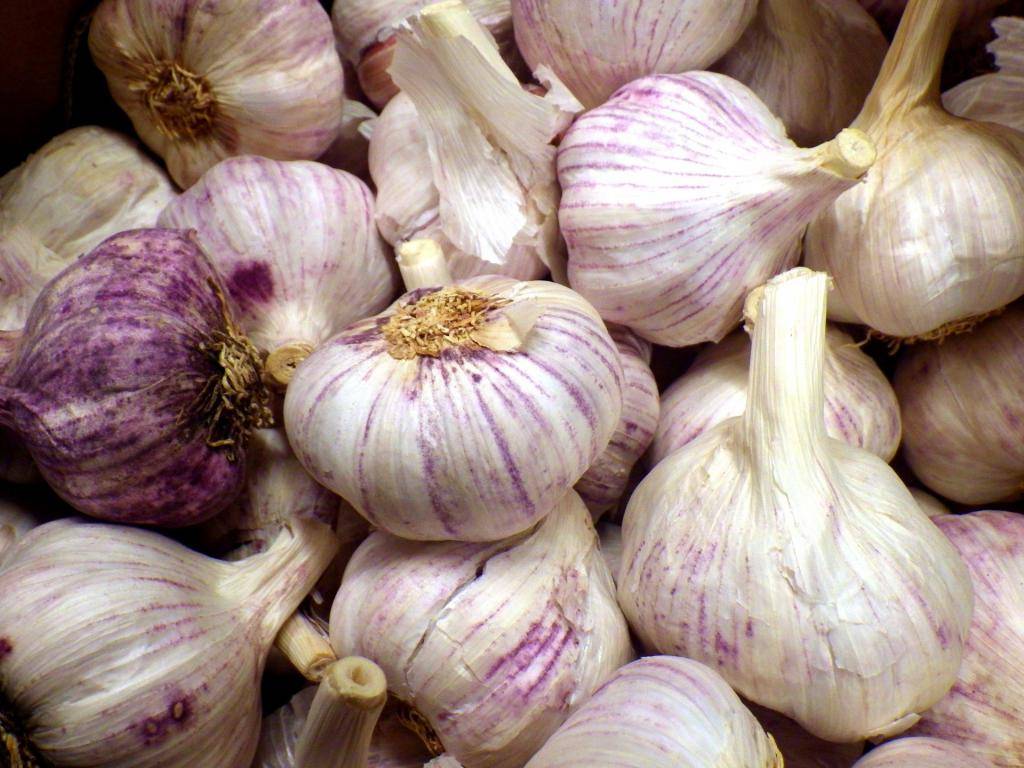 Фиолетовый лук: описание сортов, полезные свойства, как хранить и когда убирать
