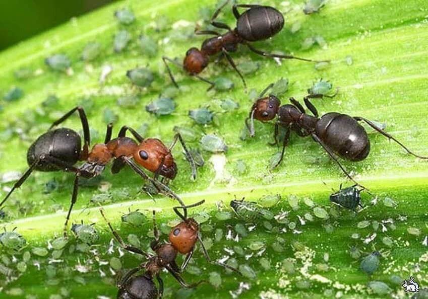 Как избавиться от муравьев - только эффективные способы