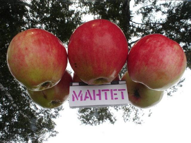 Великолепный эмигрант из канады — сорт яблони «мантет»