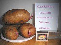 Картофель славянка: описание и характеристика сорта, особенности выращивания, фото