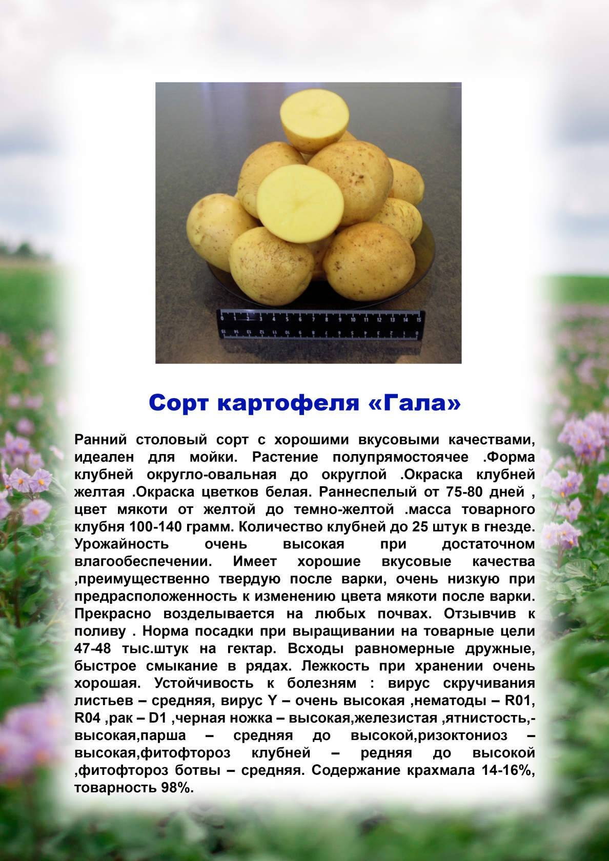 Картофель вектор: описание сорта, фото, отзывы, урожайность, посадка и уход