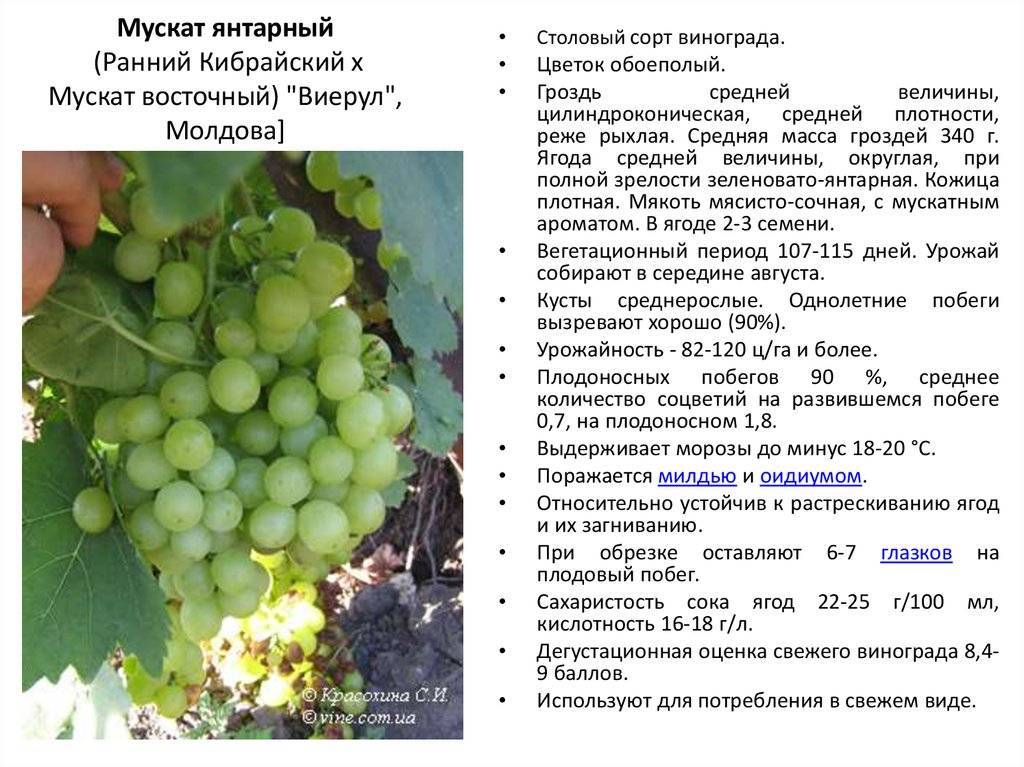 Правила посадки и выращивания раннего винограда сорта августин - gryadki.com