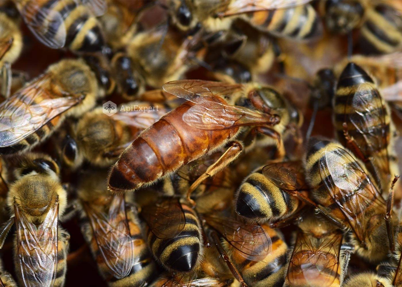 Пчела плотник насекомое. описание, особенности, образ жизни и среда обитания пчелы | живность.ру