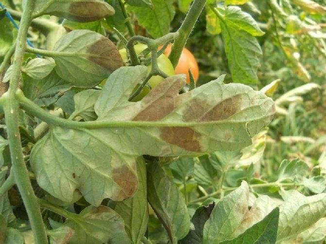 Кладоспориоз томата: какие сорта устойчивы к болезни
