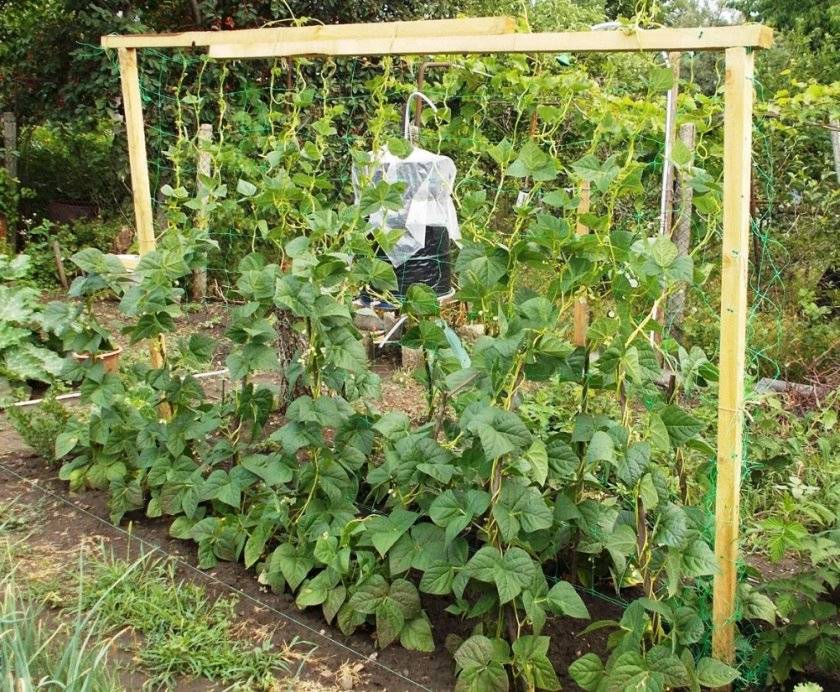 Выращивание спаржевой фасоли в открытом грунте, фото / почва для растения и процесс посадки, видео — как сажать спаржевую фасоль в открытый грунт — про огород