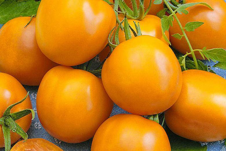Урожай на балконе круглый год — томат золотая гроздь: описание сорта