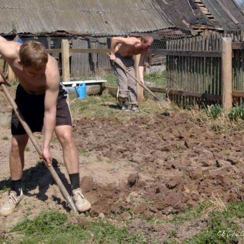 Почему я не копаю свой огород, или как мне удалось отказаться от лопаты. личный опыт органического земледелия, фото — ботаничка.ru