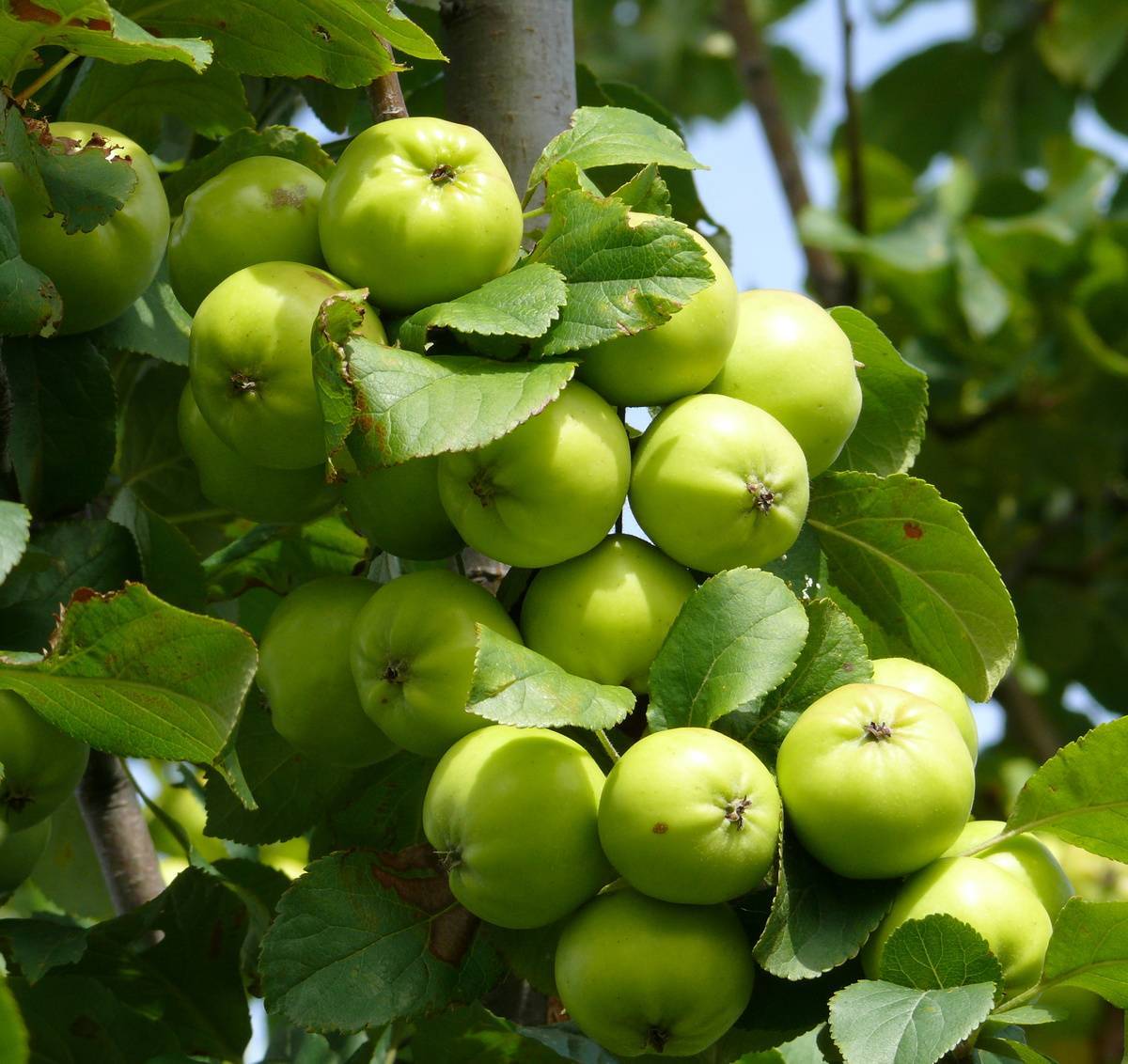 Зимние сорта яблонь: описание
