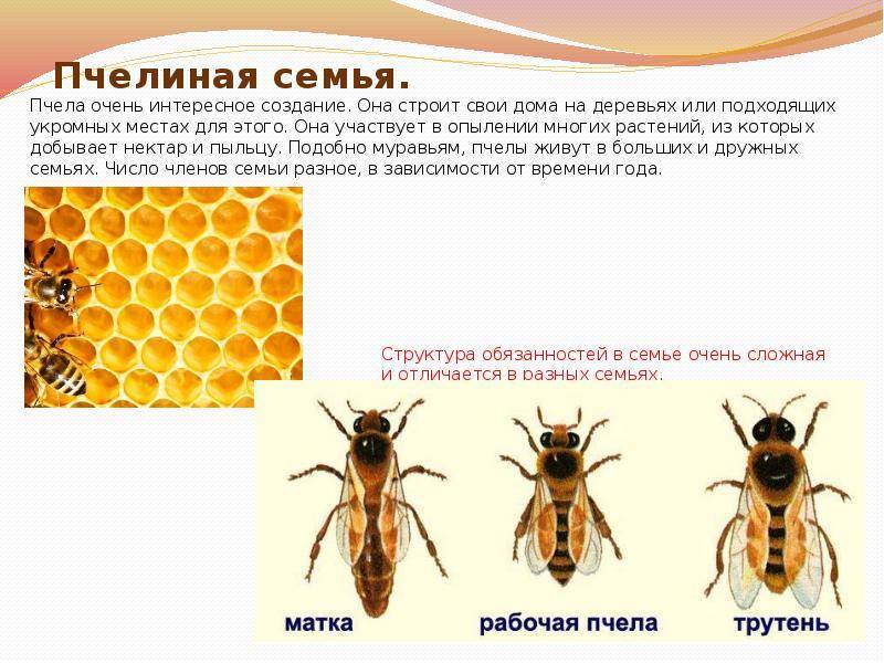 Процесс размножения семьи пчел