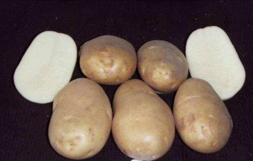 ᐉ сорт картофеля «чародей» – описание и фото - roza-zanoza.ru