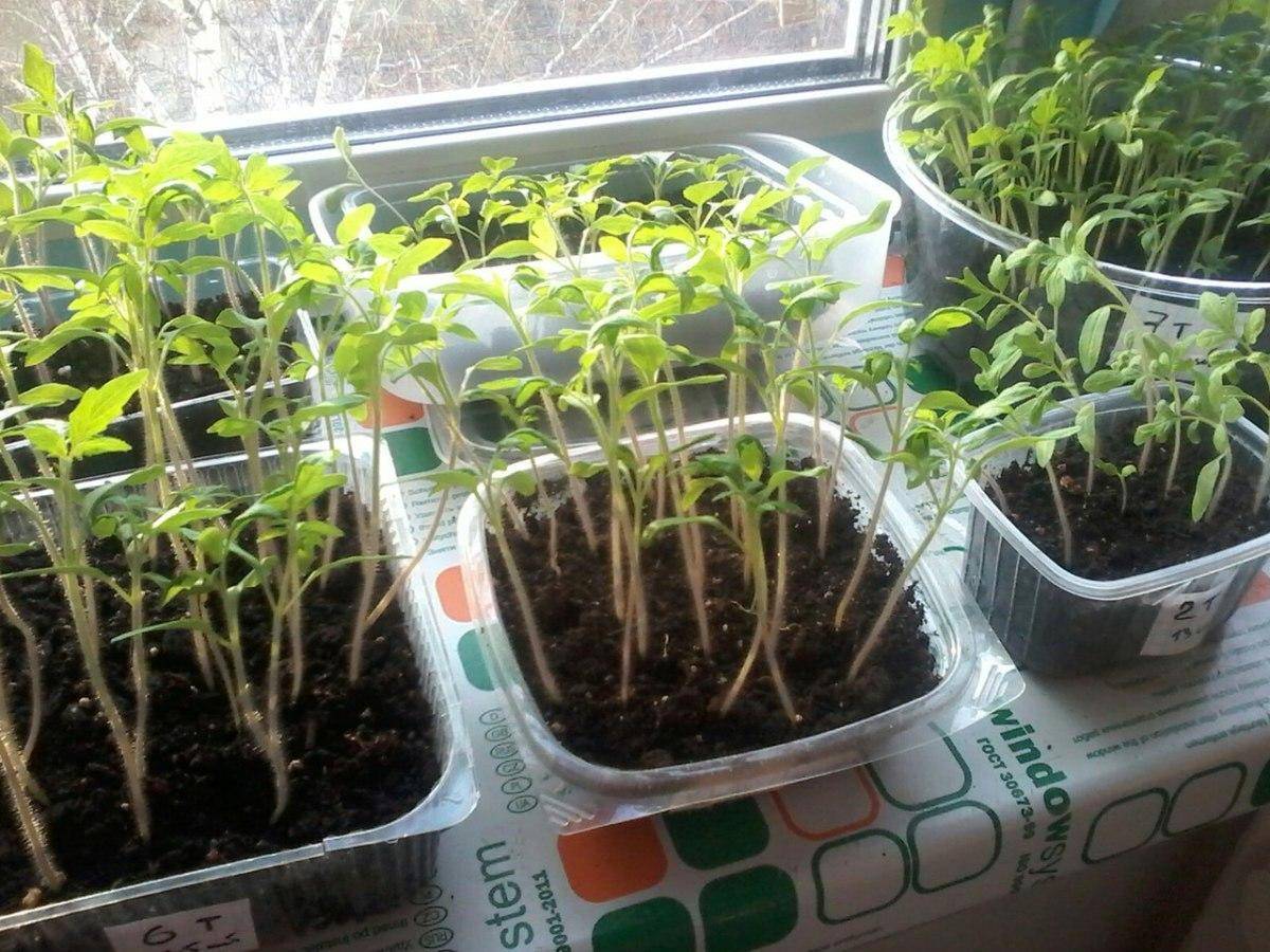 Как ухаживать за рассадой томатов после всходов: правила выращивания