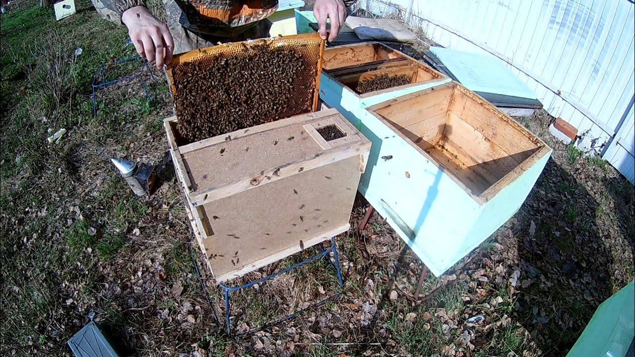 Пересадка пчелопакетов в ульи: видео, как правильно пересадить пчелопакет рамочный и безрамочный