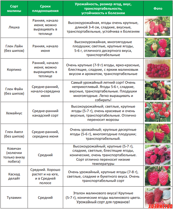 Клубника кардинал: описание сорта, специфика посадки и ухода за растением