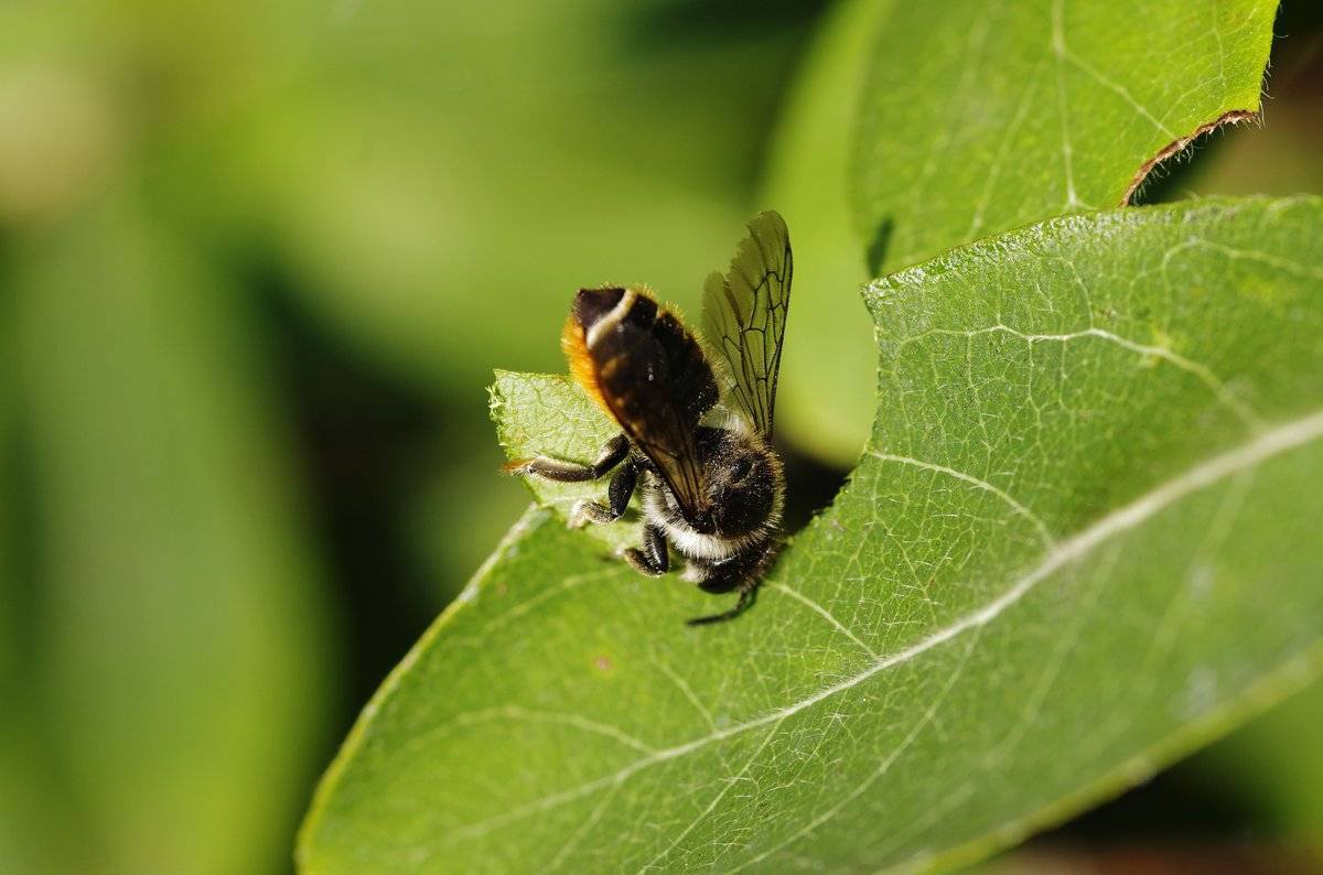 Пчелы-листорезы - образ жизни, распространение, особенности поведения, польза и вред, методы борьбы
