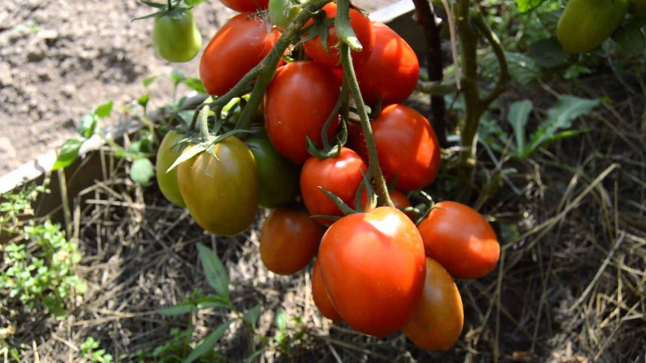 Лучшие томаты для открытого. Томат Манжерок f1. Сорт томатов Гипербола. Сорта безпасынковые помидоры низкорослые. Томат сорт фёдора.