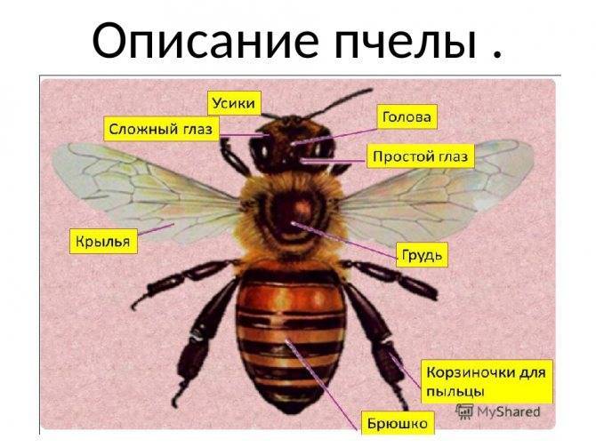 Породы пчел и отличительная характеристика разных видов пчел