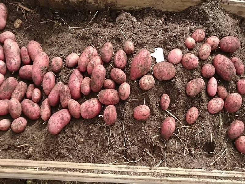 Описание и характеристика картофеля сорта Родриго, выращивание и уход