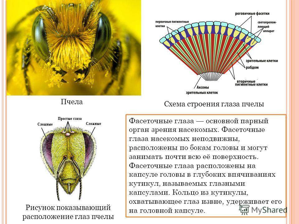 Зрение пчел. матка медоносных пчел. медоносные пчелы: содержание и разведение. содержание, разведение, кормление.