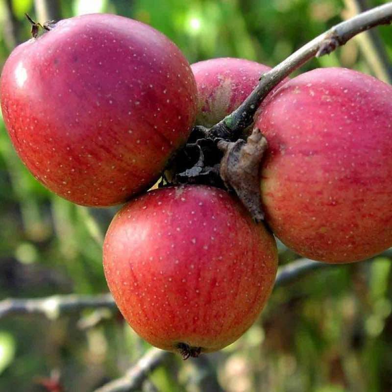 Яблоня беркутовское: описание и характеристика сорта, агротехника выращивания и ухода, фото