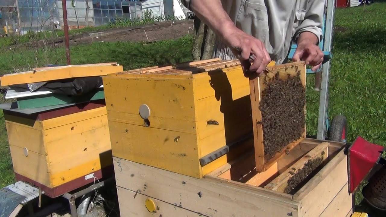 Двухматочное содержание пчёл: плюсы и минусы всех технологий