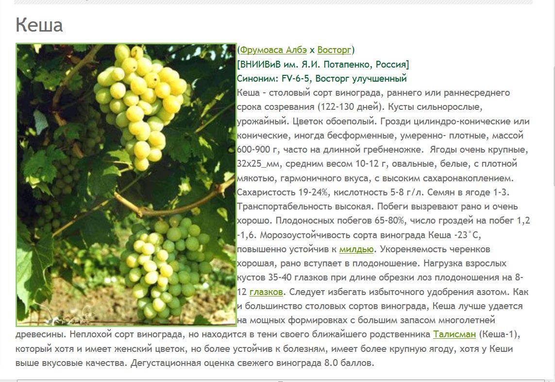 Особенности выращивания сорта винограда кеша: уход, подкормка и обрезка