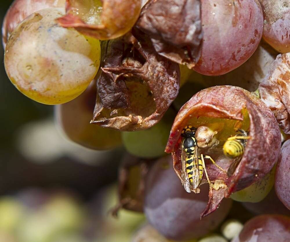 Как уберечь виноград от ос – описание эффективных методов защиты урожая
