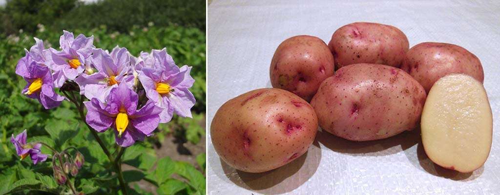 Картофель жуковский: описание раннего сорта и особенности выращивания для получения хорошего урожая