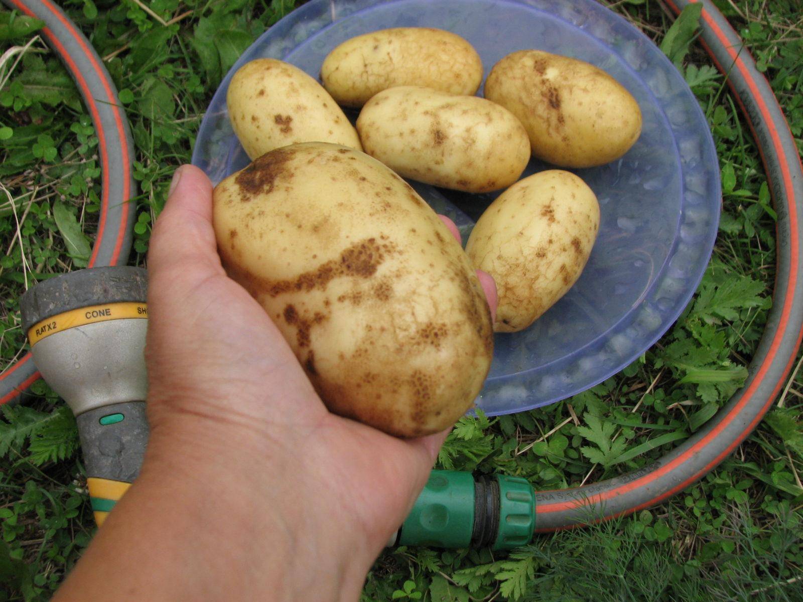 Картофель колетте: описание и характеристика сорта, посадка и уход, отзывы с фото