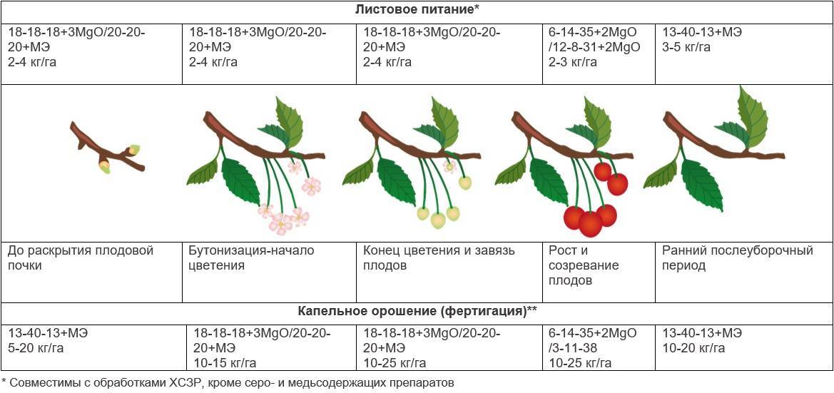 Вредители вишни: 135 фото основных типов заболеваний и методы лечения дерева