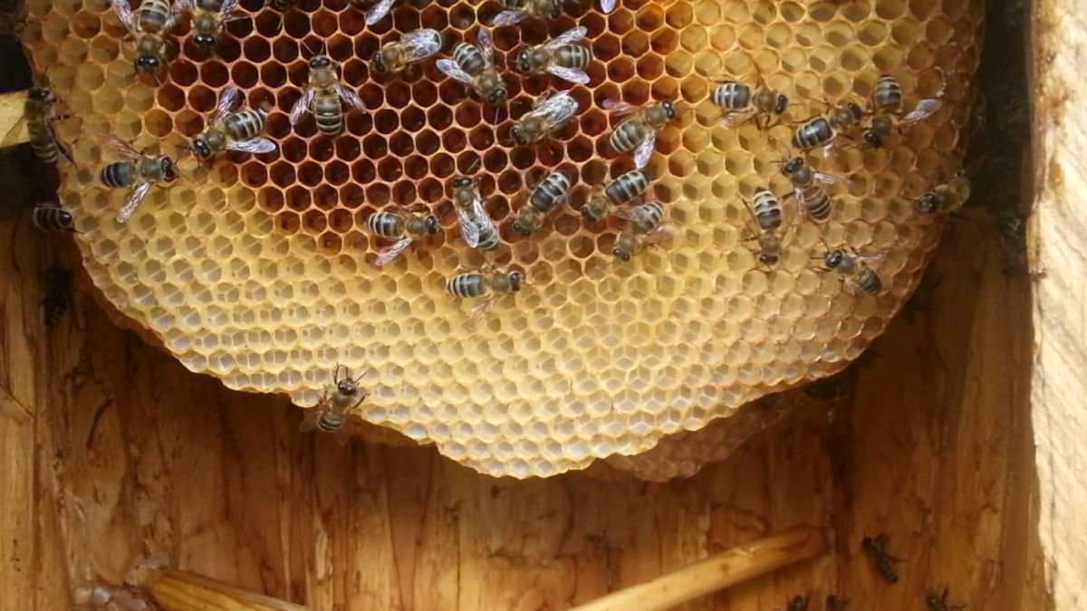 Строительство сотов весной | пчеловодство выходного дня