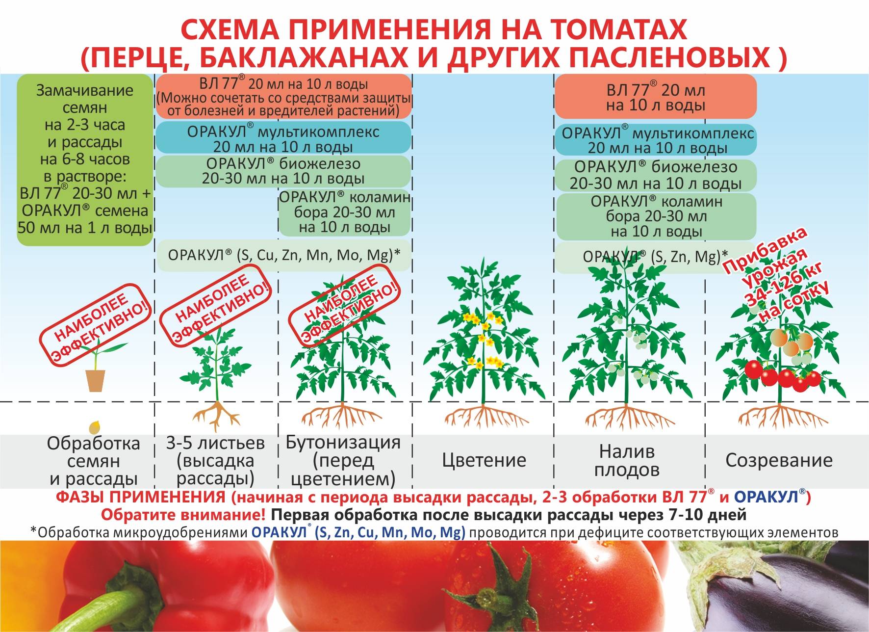Выращивание томатов и уход за ними в открытом грунте