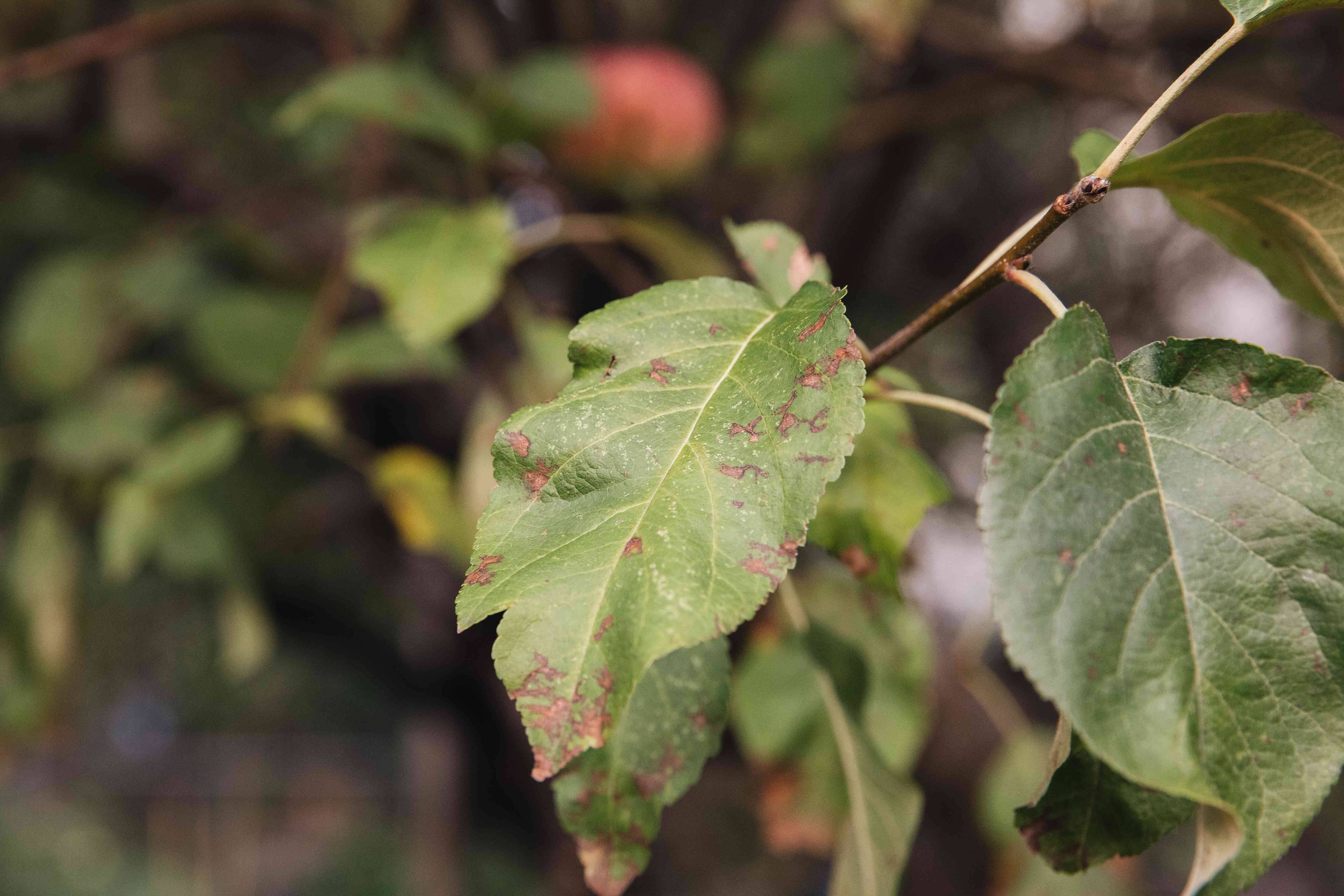 После зимы на яблонях остались прошлогодние листья. зачем от них избавляться?