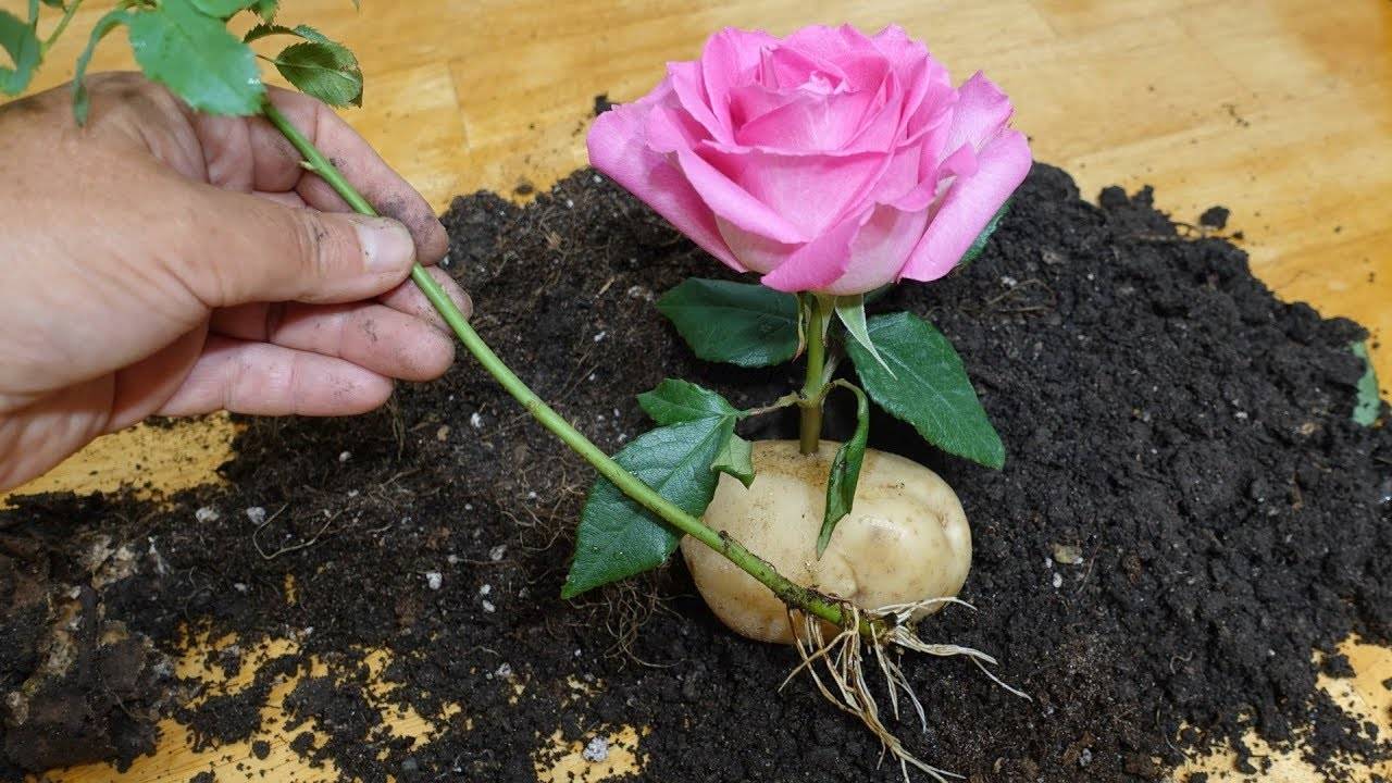 Как посадить розу из букета: правила выращивания в домашних условиях