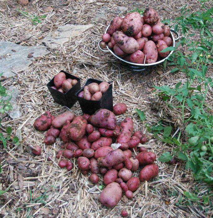 Картофель сорта рагнеда: характеристика и описание, урожайность и способ выращивания, фото