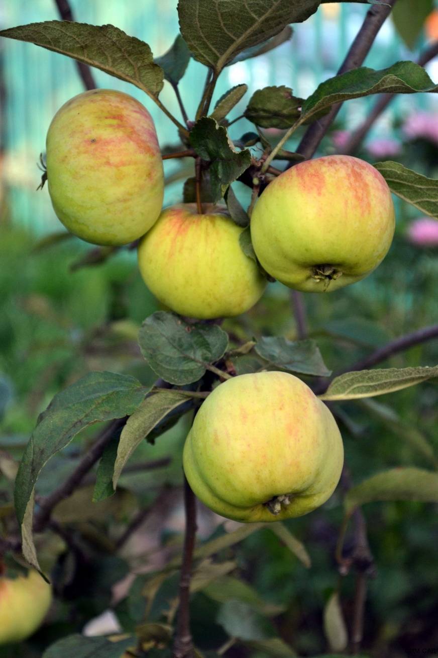 Особенности сорта яблок коричное полосатое. зимостойкая яблоня коричное полосатое (коричневка)