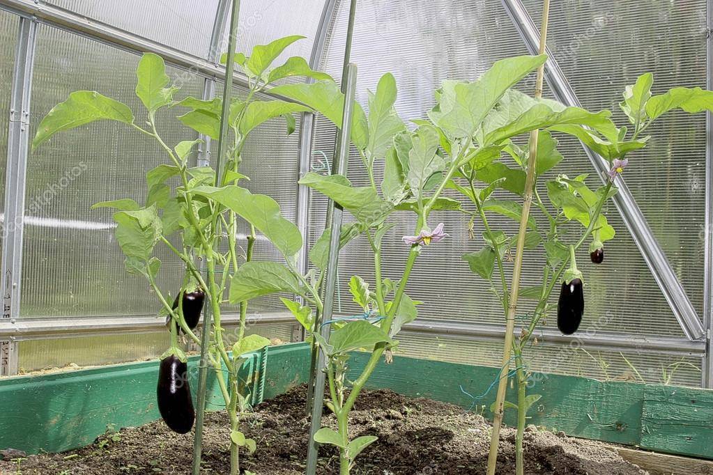 Баклажаны — выращивание и уход в теплице из поликарбоната